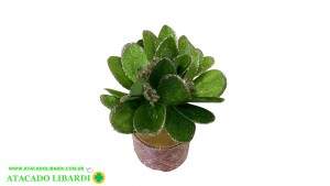 BICO PAPAGAIO AVELUDADO 14CM VERDE DOURADO GLITTER 84763008